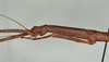 CollectionObject 1561472; f0bbf3ef-577e-47ff-9da4-6aad183923fe: copyright USNM, Washington. (CollectionObject).