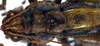 CollectionObject 1504821; 0c4e68af-450f-4451-b8d2-229ddf56e916: male, doirsal view (paratype). (CollectionObject).