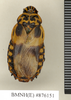 Caeparia donskoffi Roth, 1979: Copyright Natural History Museum, London. Paratype (adult female) in BM(NH). Dorsal view. (Otu).