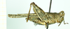 CollectionObject 1586370; 40b28fe3-848c-4dce-9cc4-a18fa8fa1859: female, lateral view. (CollectionObject).