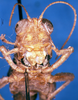 CollectionObject 1567402; 4ebad7ff-47d1-47d1-9a97-aaf8c669238e: female, frontal view (syntype). (CollectionObject).