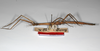 CollectionObject 1563564; 9782836e-9723-4973-b096-2757c733e78e: copyright ZMHB, Berlin. female, lateral view (syntype). (CollectionObject).