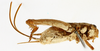 CollectionObject 1505989; ee9a8af3-ef6a-4896-8b84-3f5d623cb47d: female, ventral view (syntype). (CollectionObject).