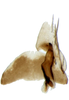 Subgenital plate, ventral view on Arocephalus (Arocephalus) longiceps (Kirschbaum, 1868): Subgenital plate. (Observation).
