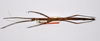 CollectionObject 1563556; 1bf13562-0a32-48bc-9da7-2b38cc70b074: copyright ZMHB, Berlin. female Dixippus jejunus, dorsal view (paralectotype). (CollectionObject).;CollectionObject 1563557; c091931c-2b98-41b9-b163-46a243f59248: copyright ZMHB, Berlin. female Dixippus jejunus, dorsal view (paralectotype). (CollectionObject).