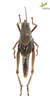 CollectionObject 1861871; b7344213-8c33-41f2-86ff-1cf135db24ea, Unioeste Cascavel K-0466: Female. Dorsal view. (CollectionObject).