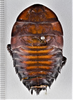 CollectionObject 1552915; 709a1e02-1af6-4902-a5e9-5100a956d5ba: (CollectionObject).