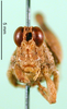 CollectionObject 1479067; a3a32a02-3b95-4004-a591-98a6236dff6b: male, frontal view (lectotype). (CollectionObject).