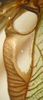 CollectionObject 1475679; ef147de6-945b-48e7-8582-95547db27a17: male right stridulatory area enlarged (holotype). (CollectionObject).