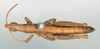 CollectionObject 1540704; c681e3eb-8c85-41f9-9d37-f752bbff5d24: male, dorsal view (lectotype). (CollectionObject).