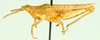 Tanita stulta Bolívar, 1912: lateral view (Tanita obesa). (Otu).