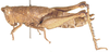Mazaea granulosa Stål, 1876: female, lateral view. (Otu).