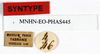 CollectionObject 1587028; d81b3c08-898b-49fd-95d0-fbf545015853: copyright MNHN, Paris. female, data labels of synonym Diura discolor (syntype). (CollectionObject).;CollectionObject 1587029; 4b5d035b-c2ac-49c1-97cf-8f27961cbd2b: copyright MNHN, Paris. female, data labels of synonym Diura discolor (syntype). (CollectionObject).