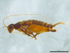 CollectionObject 1945428; 8f18692e-1fa2-46c0-aaaa-02300d861669: Holotype, male, lateral view. (CollectionObject).