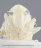 Head on Arboridia (Arboridia) kakogawana (Matsumura, 1932): Head. (Observation).