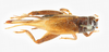 CollectionObject 1535319; 01efe256-e239-4024-8e2f-bbfb7e7ce900, MNHN-EO-ENSIF6924: female, dorsal view (holotype). (CollectionObject).