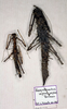CollectionObject 1558617; 12888902-8687-4b27-8e08-39fd482b3bc4: copyright MSNG. female (lectotype) [male plt on left]. (CollectionObject).