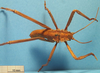 CollectionObject 1538292; a912ca3d-22c9-4af2-83d5-1eba8f4b8dea: male nymph, dorsal view (holotype). (CollectionObject).