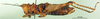CollectionObject 1502212; a72be246-4757-4c53-a253-7048441d00fd: female, lateral view (syntype or allotype). (CollectionObject).