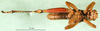 CollectionObject 1579149; 7a64a864-f89e-4240-98c1-f47261a6ae52: male, ventral view (paratype). (CollectionObject).