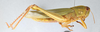 CollectionObject 2833378; CNCI 981398, 95e6c135-ba56-4bcb-8cd9-07d633ee03c8: Chondracris rosea. Lateral view. (CollectionObject).