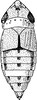 Habitus, dorsal view: !! display not done !! on Chiasmus translucidus Mulsant & Rey, 1855: Habitus (female). (Observation).