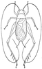 Anaxipha scia Hebard, 1915: Fig. 245 a (after Hebard). male. (Otu).