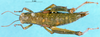 CollectionObject 1505168; 7385c51a-6d36-426e-b166-48d72c77e73d: female, dorsal view (paratype). (CollectionObject).