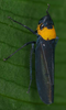 Live specimen on Barbinolla costaricensis (Distant, 1879): Barbinolla costaricensis @ Costa Rica, by Gernot Kunz. (Observation).