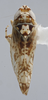 Habitus, dorsal view: !! display not done !! on Scaphytopius n. sp. EC16: Scaphytopius Ball, 1931: (Observation).
