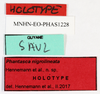 CollectionObject 1583789; 403519e2-9601-46c2-ac33-f8f511127417: copyright MNHN, Paris. male, dat labels (holotype). (CollectionObject).