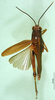 CollectionObject 1576235; aeead622-2f6a-4a46-b1cb-c5a7dd4ba4c5: female, dorsal view (paratype). (CollectionObject).