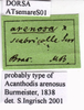 CollectionObject 1538357; 9a68aa43-bf07-4555-b12a-b3e343fbc4cf: labels (syntype). (CollectionObject).