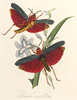 Phymateus (Phymateus) morbillosus morbillosus (Linnaeus, 1758): (from the Oxford Digital Library). plate from Westwood. (Otu).