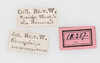 CollectionObject 1560427; bd11896f-e498-42f1-b959-c44f7049a332: copyright NMW, Vienna. male, data labels (syntype). (CollectionObject).;CollectionObject 1560428; e38535f2-096d-42a7-90c9-05a46b40f72a: copyright NMW, Vienna. male, data labels (syntype). (CollectionObject).