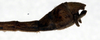 CollectionObject 1563065; NMW 110, 92359af3-75dc-4832-8438-7486e13035b4: copyright NMW. male: end of abdomen, lateral view (paralectotype). (CollectionObject).
