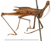CollectionObject 1581835; a2fe7e40-ef08-444d-b5c8-a1ba7907a41b: male, lateral view (holotype). (CollectionObject).