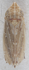 Habitus, dorsal view: !! display not done !! on Diplocolenus (Diplocolenus) bohemanni (Zetterstedt, 1837): Dorsal. (Observation).