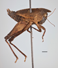 CollectionObject 1477320; 10133c66-3f83-4933-b6ca-e3ecd92f423b, MZLU167526, Type no. 4846:2: female (holotype), lateral view. (CollectionObject).