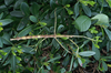 Pharnacia kalag Zompro, 2005: copyright P.D. Brock. female (Philippines: Mindanao, Tampakan, South Cotabato, 1300m. ex. Benjie Mabanta, xi.2005). Culture stock reared by Alan Hendy ii,.2008, this specimen used in DNA barcoding project. (Otu).