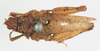 CollectionObject 1572671; 71cbeb45-dc1a-4ade-a66d-5c56bbc92393: undetermined, dorsal view (paralectotype of Ommexecha gracile). (CollectionObject).