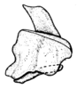 Spathalium liebermanni Ronderos, 1972: Fig. 35. epiphallus, lateral view. (Otu).