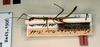 CollectionObject 1557636; 53c90a23-88f5-4740-acf4-a9ed4b7c3302: copyright RBINS Brussels. male, lateral view (holotype). (CollectionObject).