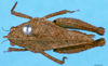 CollectionObject 1505176; e376b45a-b130-4429-bebb-69df6007fac7: female, dorsal view (allotype). (CollectionObject).