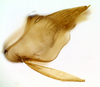Pygofer, lateral view on Carapona vulta (DeLong & Freytag, 1975): Male [DZRJ]: pygofer, valve and subgenital plate, lateral view. (Observation).