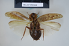 CollectionObject 1552786; NHMUK(SF IMPORT DUPLICATE) BMNH(E) 877081, c8c14b65-11dd-44f5-9f86-b13b44cd3953: Copyright NHM, London. Holotype female of synonym Epilampra punctifera, ventral view. (CollectionObject).