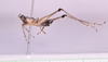 CollectionObject 1544483; d7d2b98e-f4cb-4459-afd6-cd880243c478: male, body in lateral view (Paramastax hirsutum holotype). (CollectionObject).