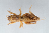 CollectionObject 2869083; 8c2b9fef-c611-442b-a35a-9a9638604531, CNCI 1162538: (CollectionObject).