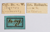 CollectionObject 1557221; NMW 972', 47213140-8d79-4db1-995a-2cef86019d43: copyright NHMW, Vienna. female, data labels (holotype). (CollectionObject).