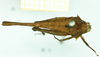 CollectionObject 1531571; bae82231-3982-4bb7-939a-d9e70efe4ccb: male, dorsal view (syntype). (CollectionObject).